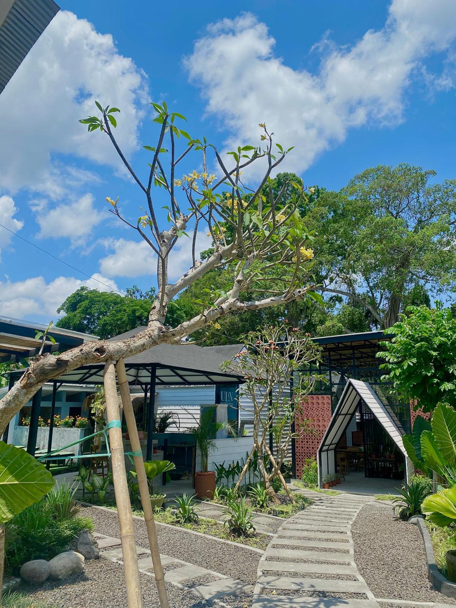 The Jungle Hostel Canggu Extérieur photo